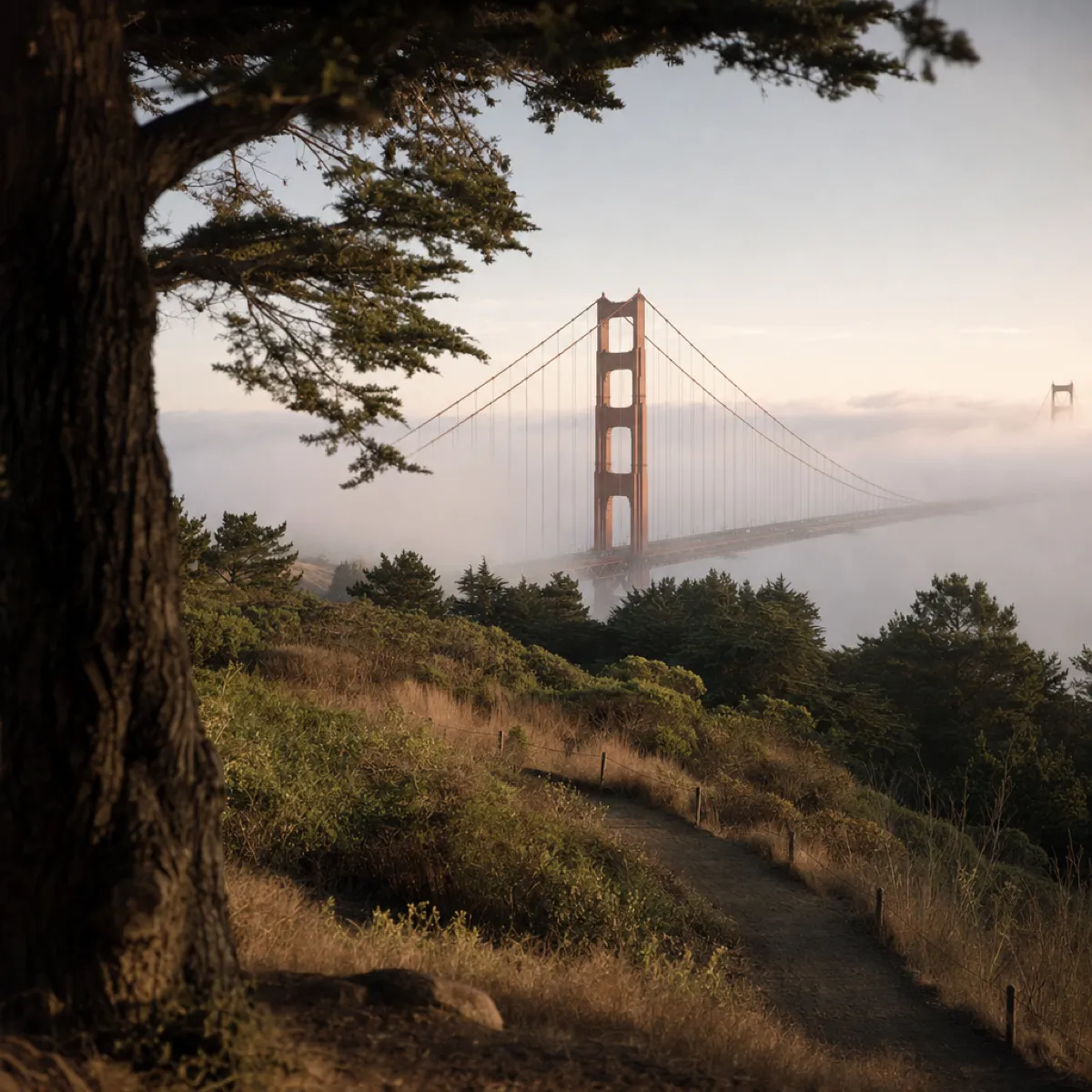 The Golden Gate Bridge emerging from morning fog, seen from a high path in the Presidio.